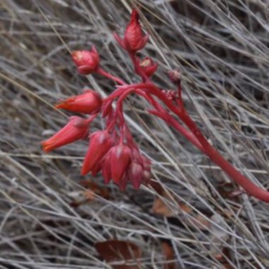 Echeveria Chihuahuaensis