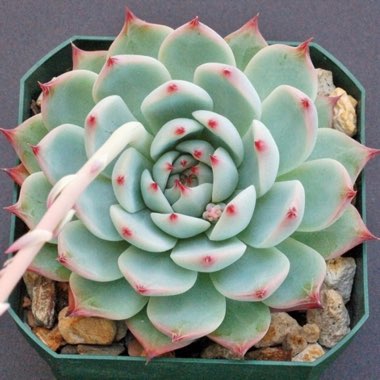 Echeveria Chihuahuaensis