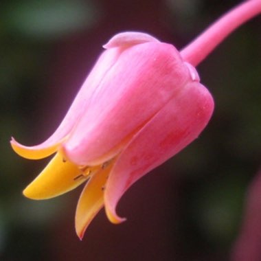 Echeveria Chihuahuaensis