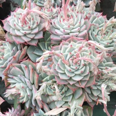 Echeveria Chihuahuaensis