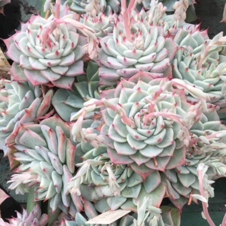 Plant image Echeveria Chihuahuaensis