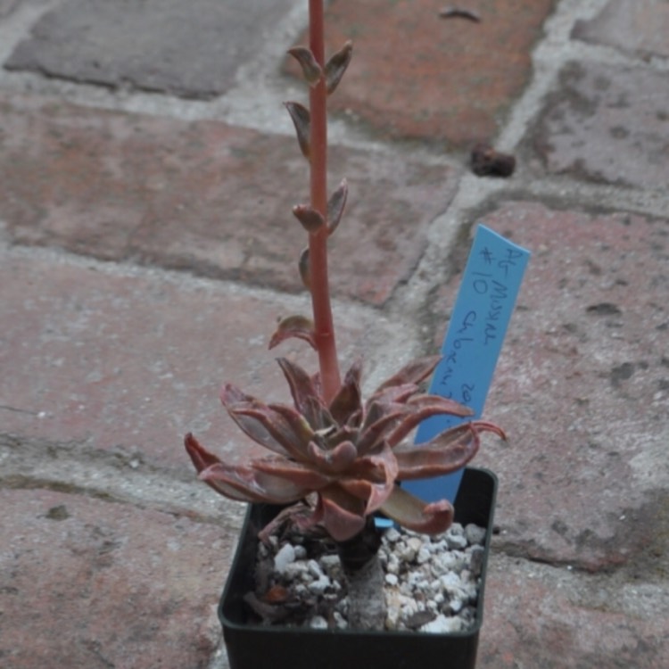 plant image 798013