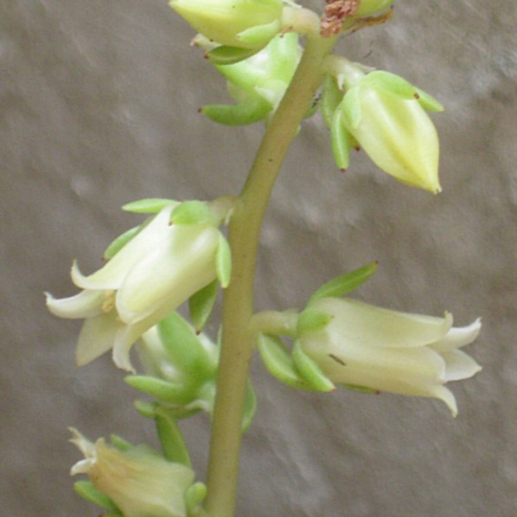 plant image 798016