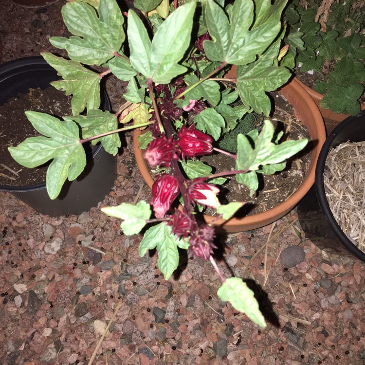 Plant image Hibiscus sabdariffa