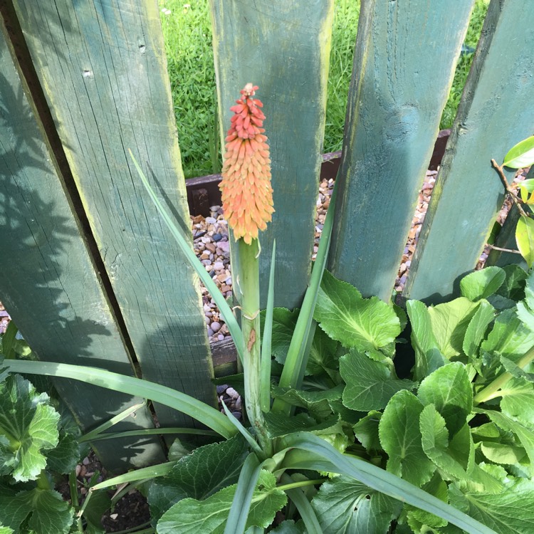 Plant image Kniphofia 'Orange Vanilla Popsicle' (Popsicle Series)