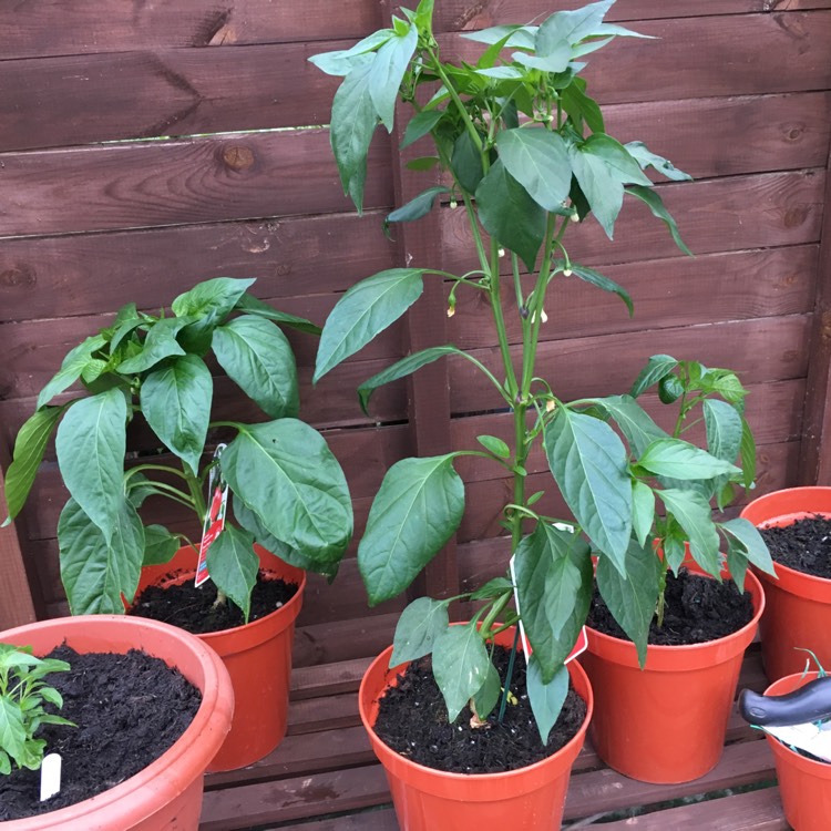 Plant image Capsicum Annuum 'Medina'