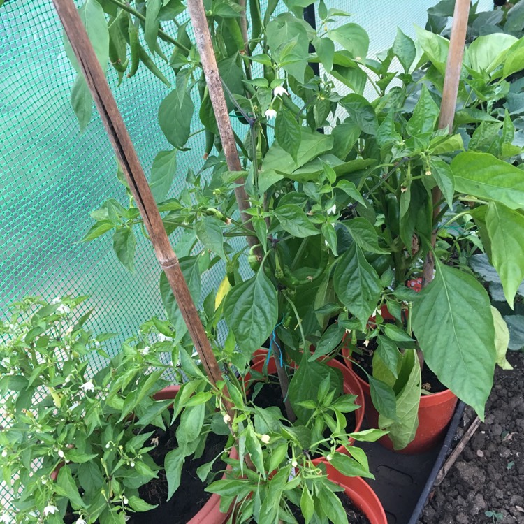 Plant image Capsicum Annuum 'Super Chilli' F1