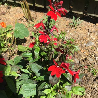 Lobelia 'Starship Scarlet'