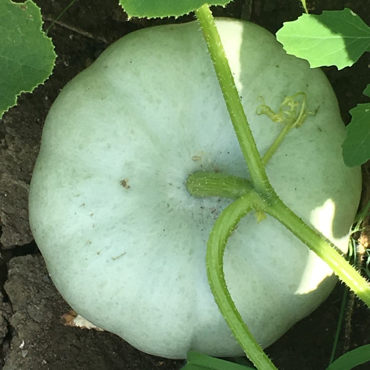 Plant image Cucurbita maxima 'Crown Prince'