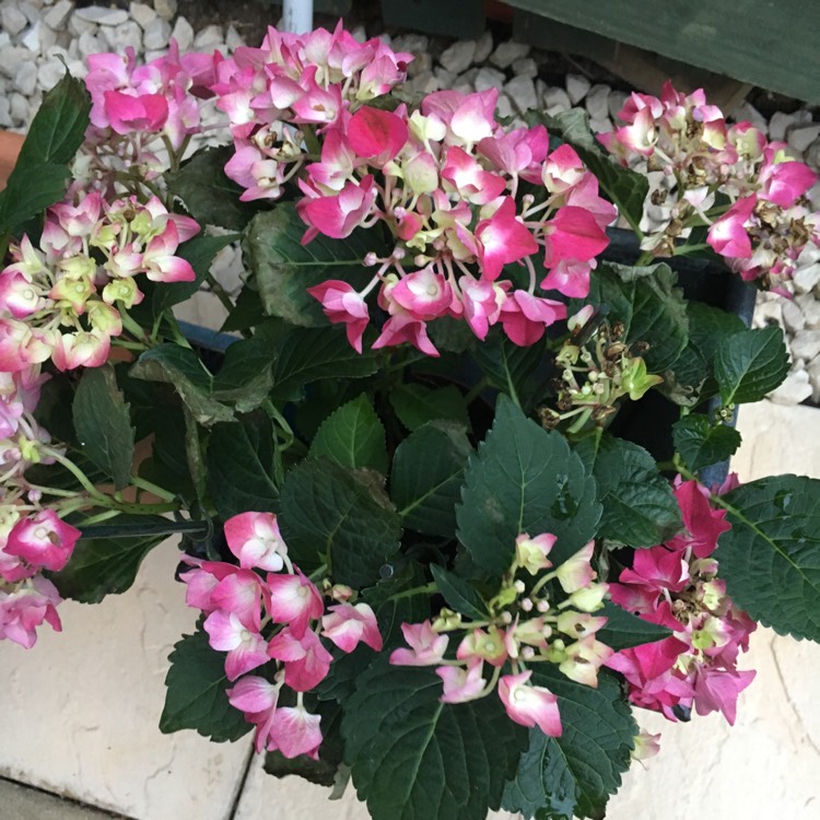 Plant image Hydrangea macrophylla 'Taube'