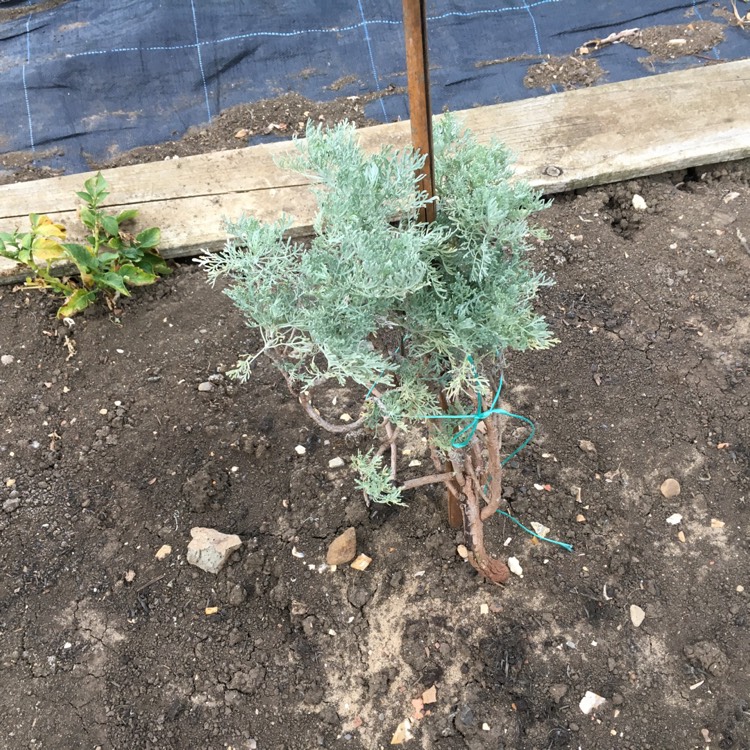 Plant image Artemisia lanata