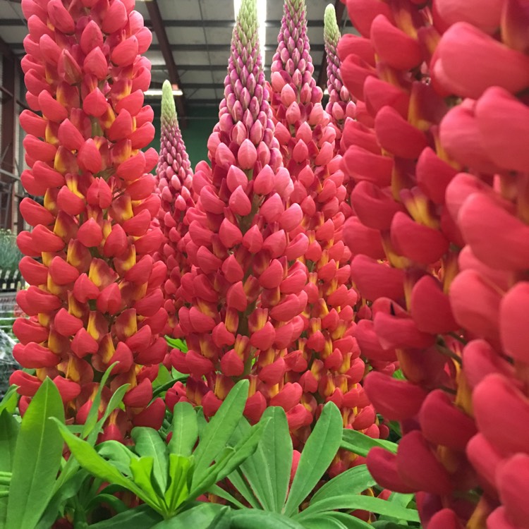 Plant image Lupinus 'Towering Inferno'