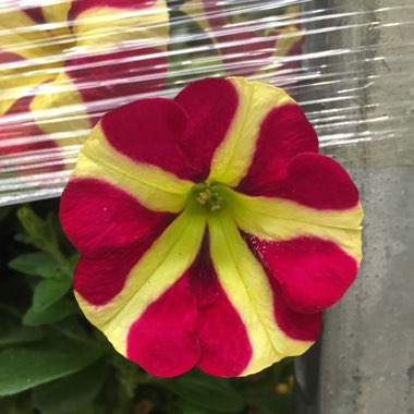 Petunia