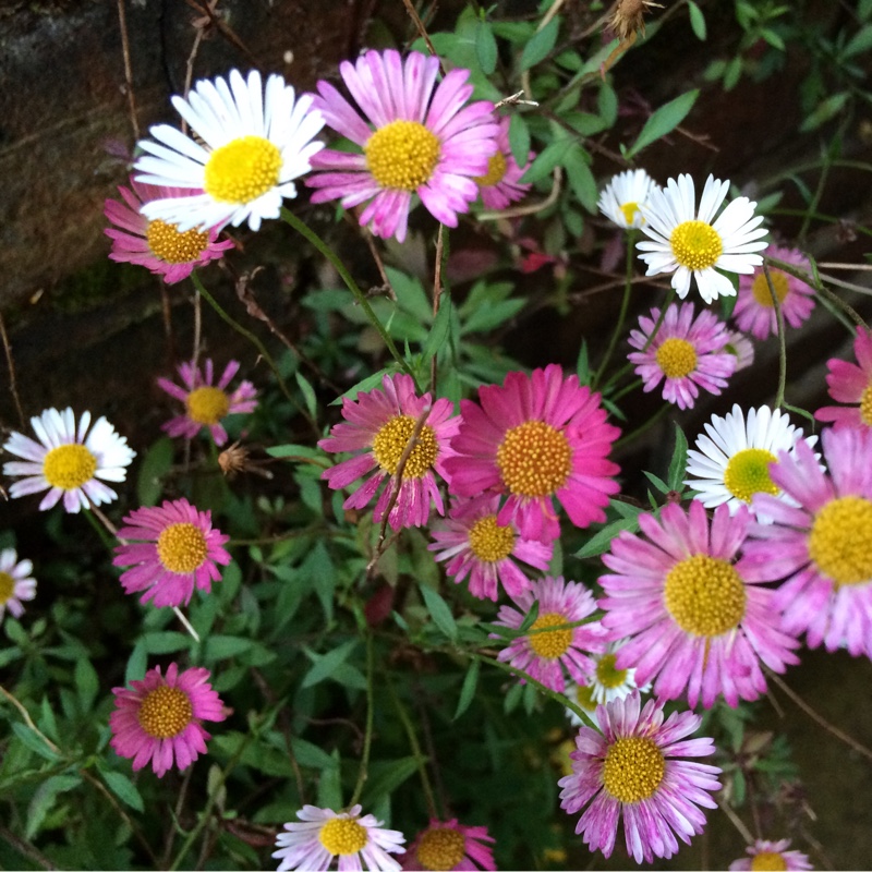 Plant image Erigeron hybrid 'Quakeress'