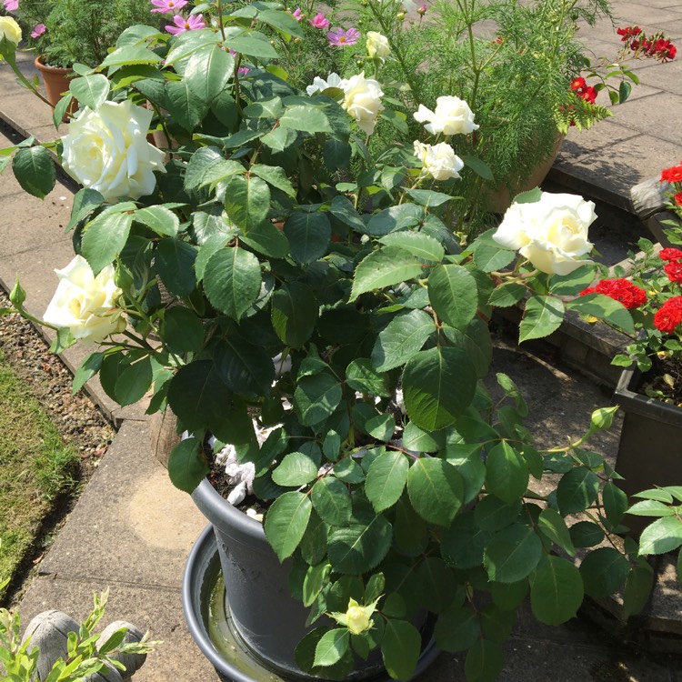 Plant image Rosa 'Alba Semi-Plena'; Rosa 'Alba Semiplena'