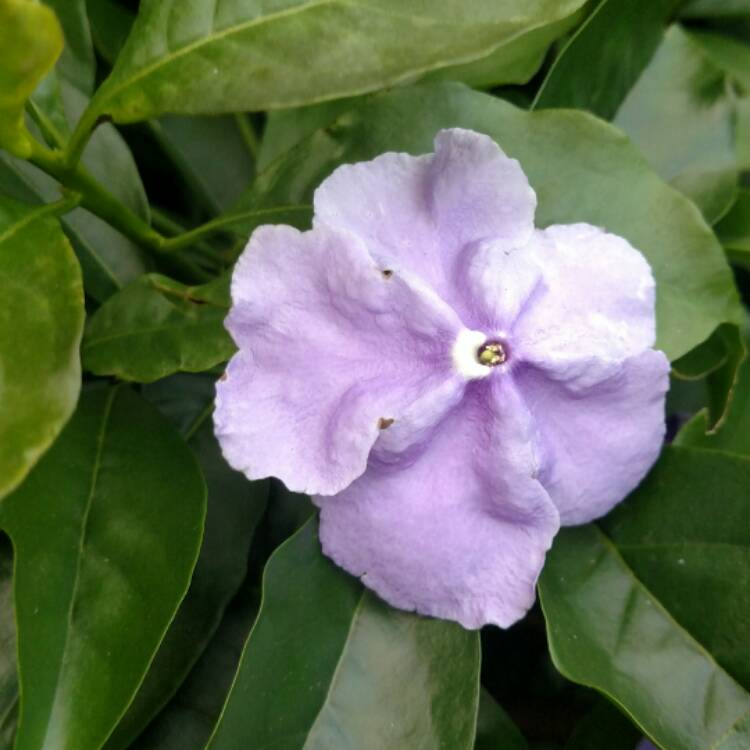 Plant image Brunfelsia pauciflora 'Floribunda'