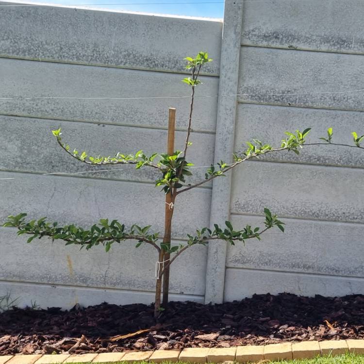 Plant image Malus domestica 'Red Delicious'