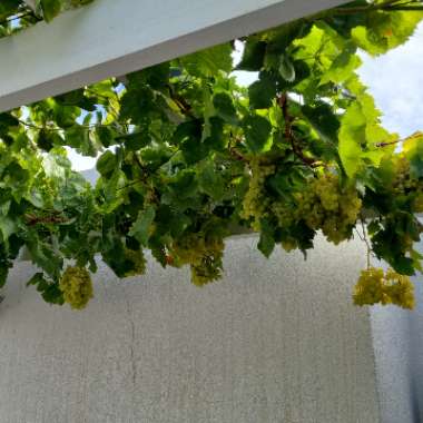 Grape Vine