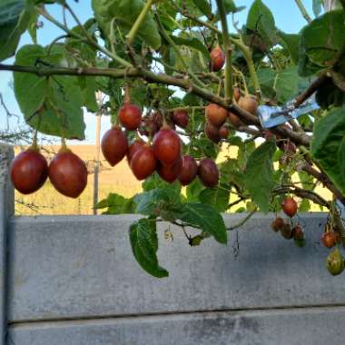 Tamarillo