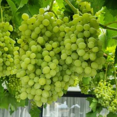 Grape Vine