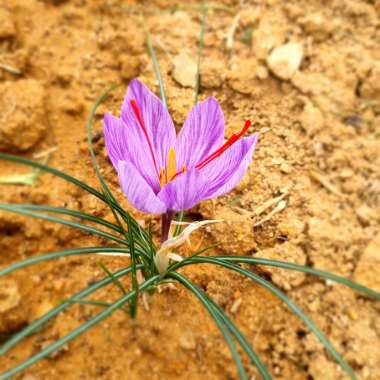 Crocus (Species) Saffron Crocus