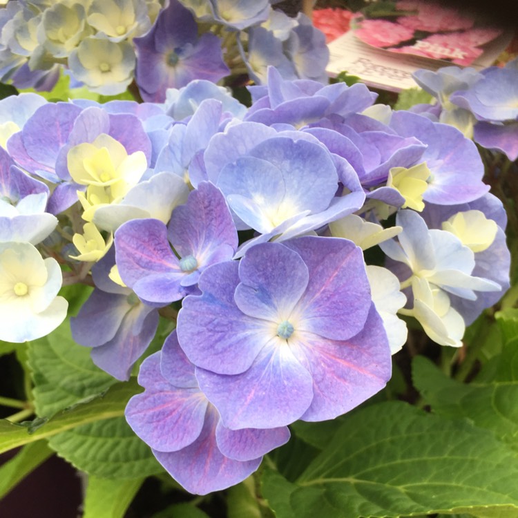 Plant image Hydrangea macrophylla 'Ankong Blue'