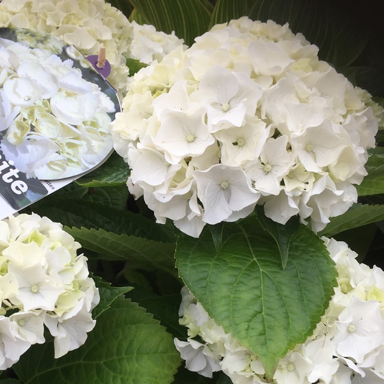 Plant image Hydrangea macrophylla 'Curly Wurly White'