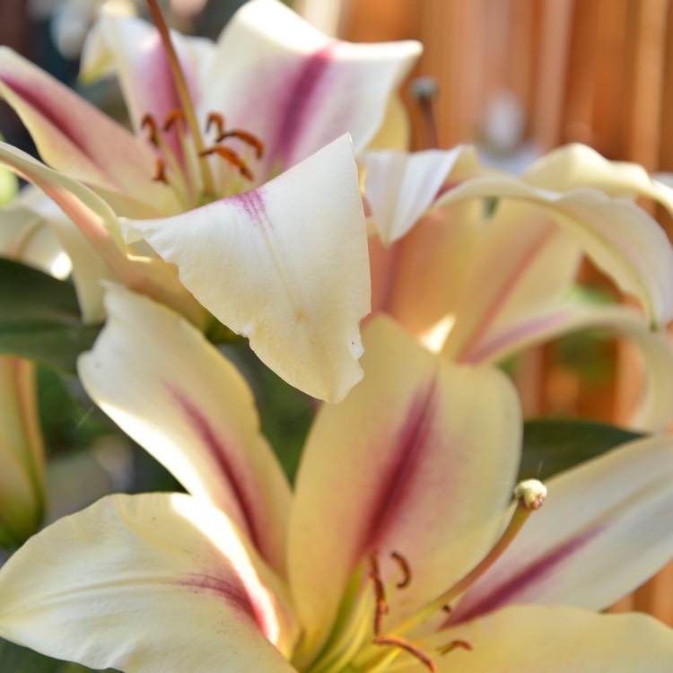 Plant image Lilium 'Starburst (Tango)'