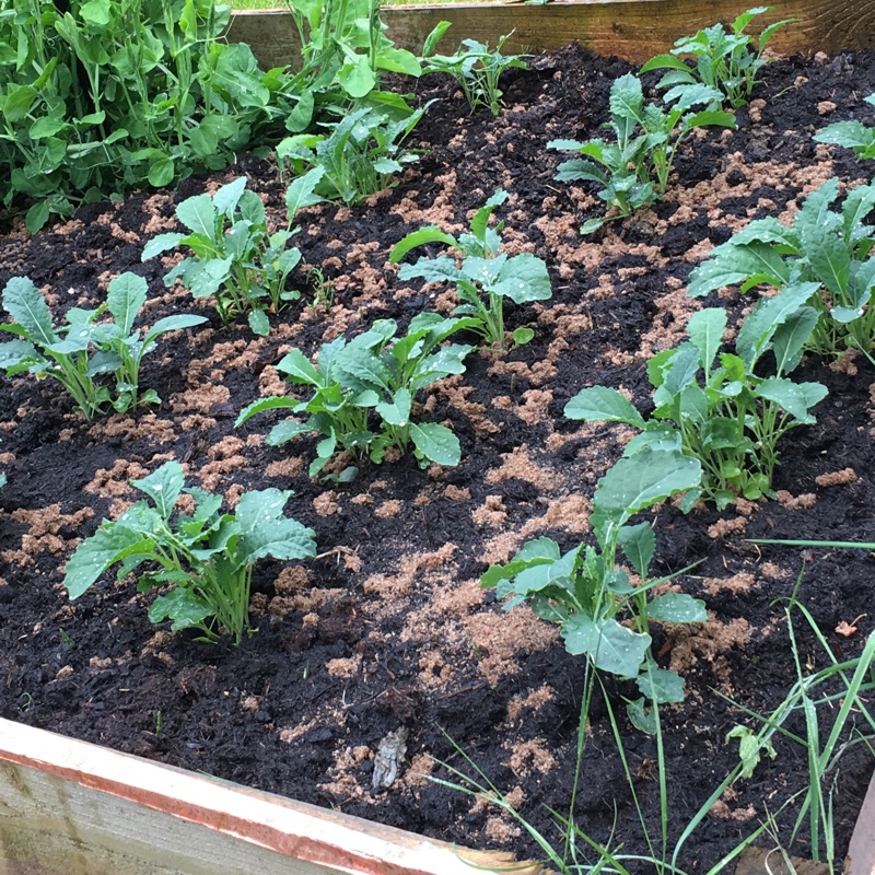 Plant image Brassica oleracea (Acephala Group) 'Nero di Toscana'