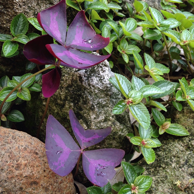 Plant image Oxalis Incarnata