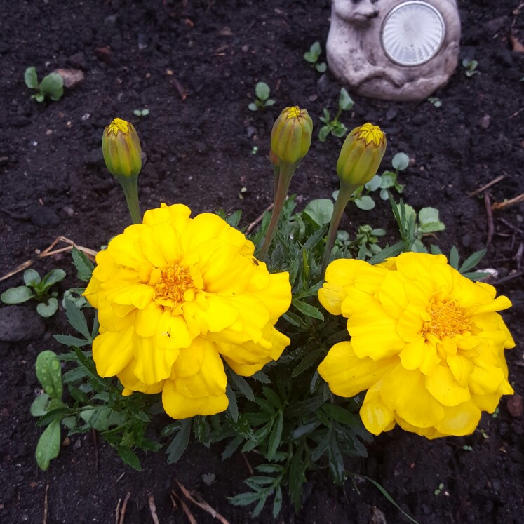 African Marigold