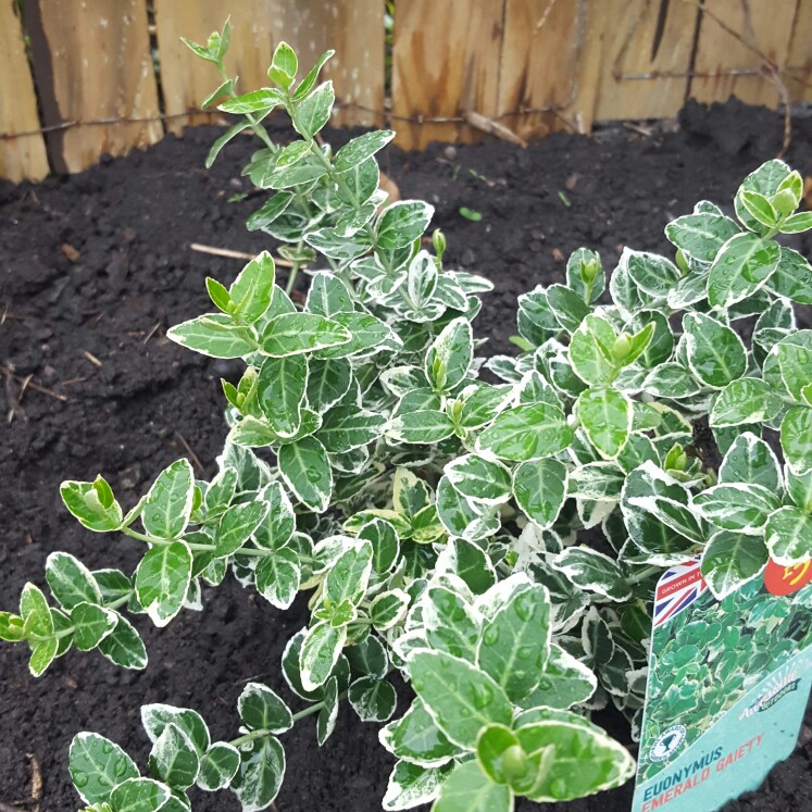 Spindle Tree 'Emerald 'n' Gold'