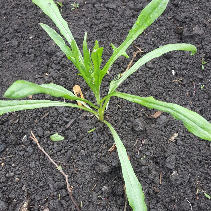 Cornflower