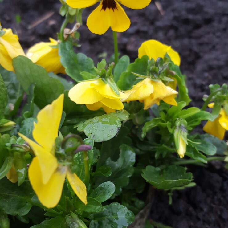 Plant image Viola x wittrockiana 'Imperial series'