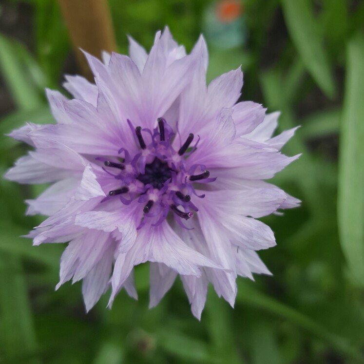 Cornflower