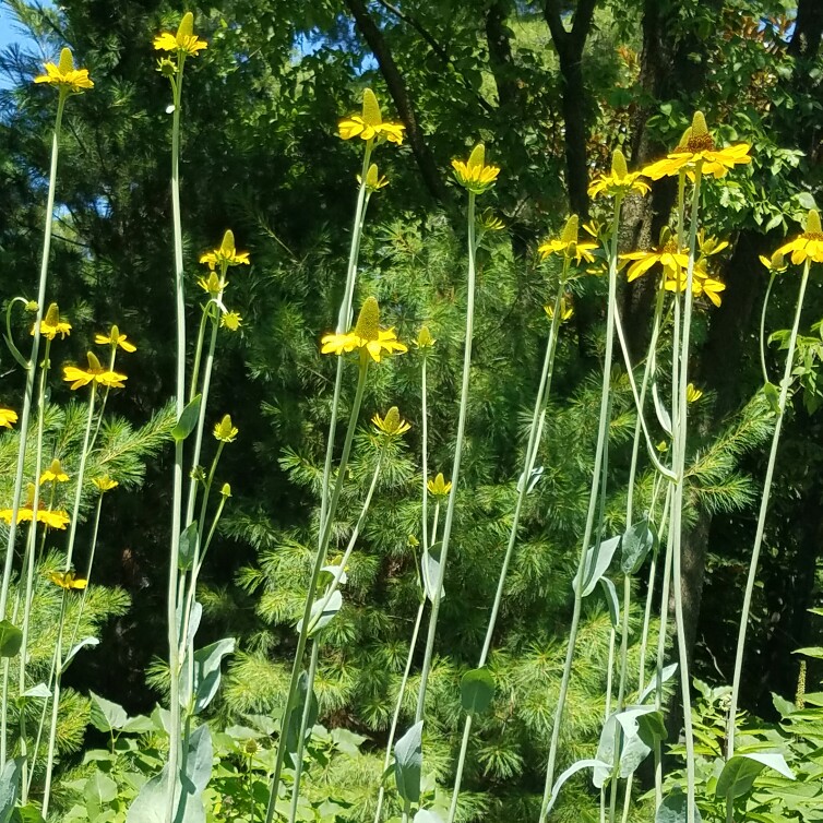 Gary's garden