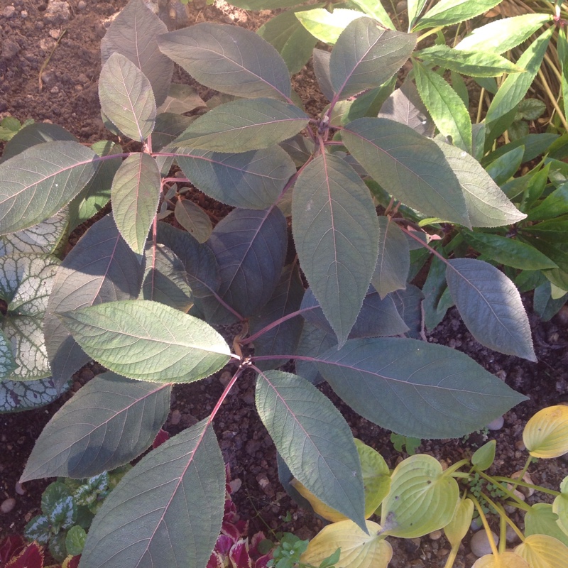 Plant image Hydrangea aspera 'Hot Chocolate'