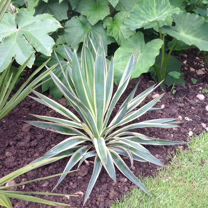 Plant image Yucca gloriosa 'Variegata'