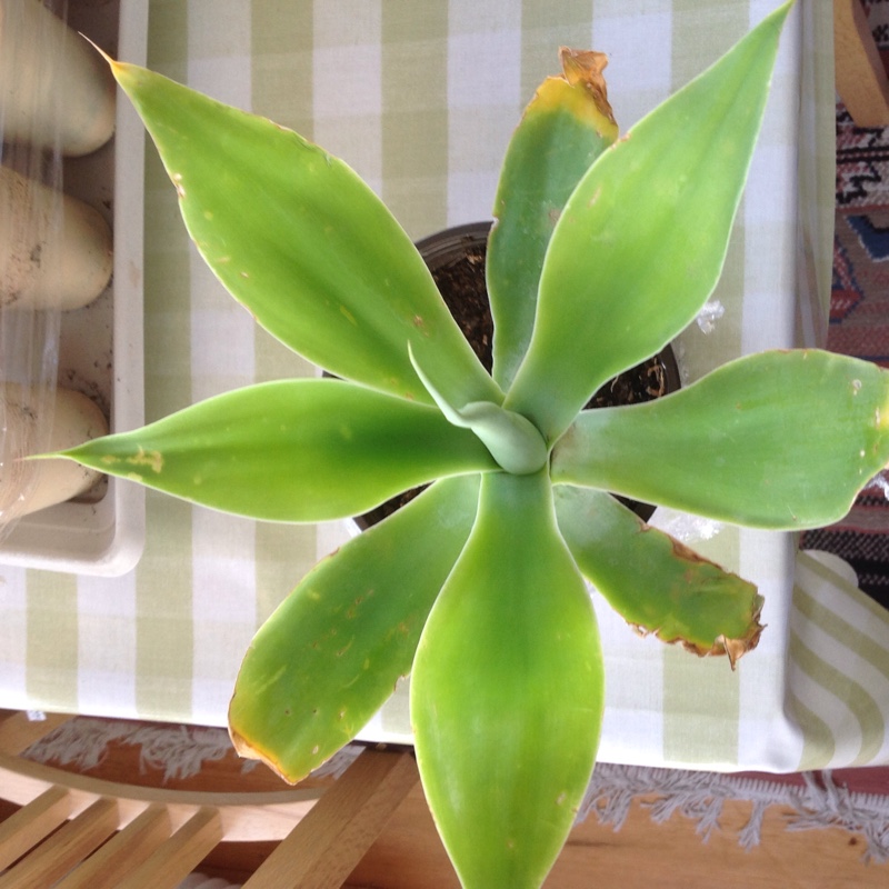 Agave attenuata