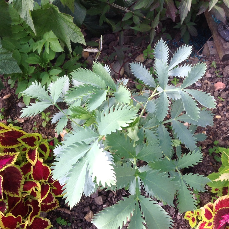 Plant image Melianthus major 'Purple Haze'