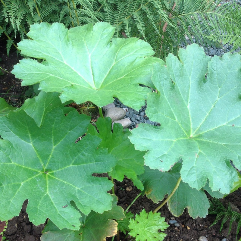 Plant image Darmera peltata