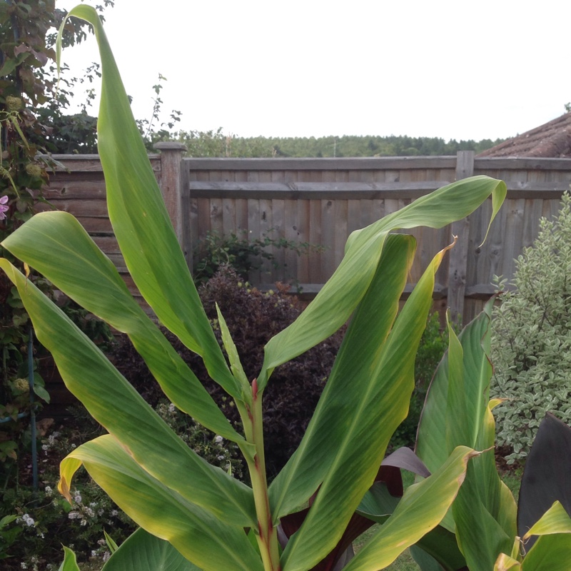 Hedychium coronarium