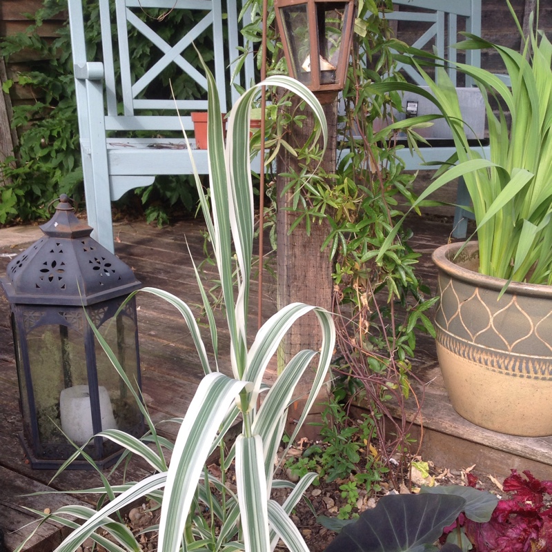 Plant image Arundo donax 'Versicolor'