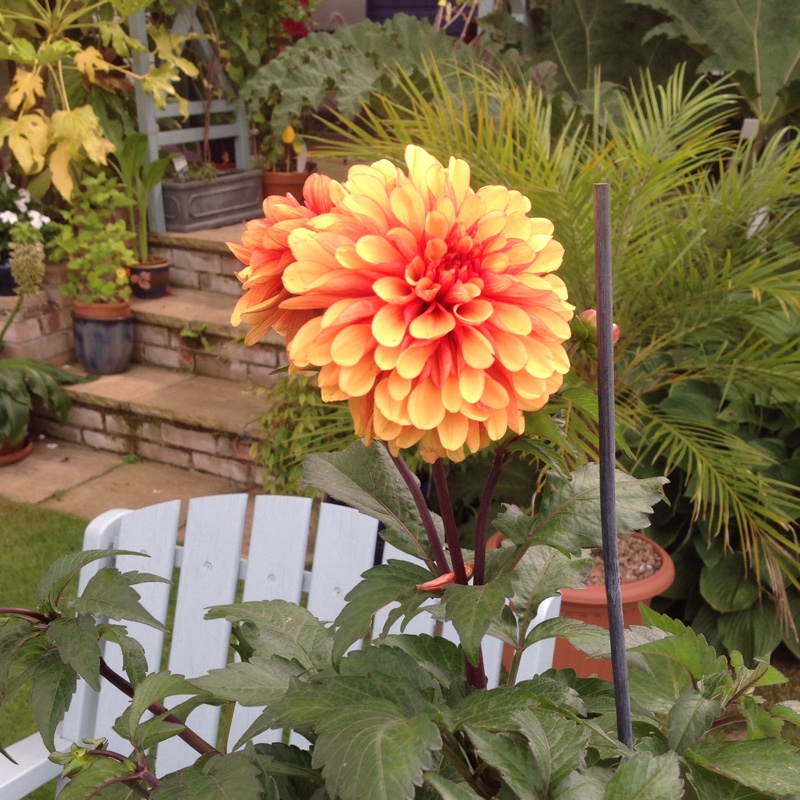 Plant image Dahlia 'Spanish Conquest'