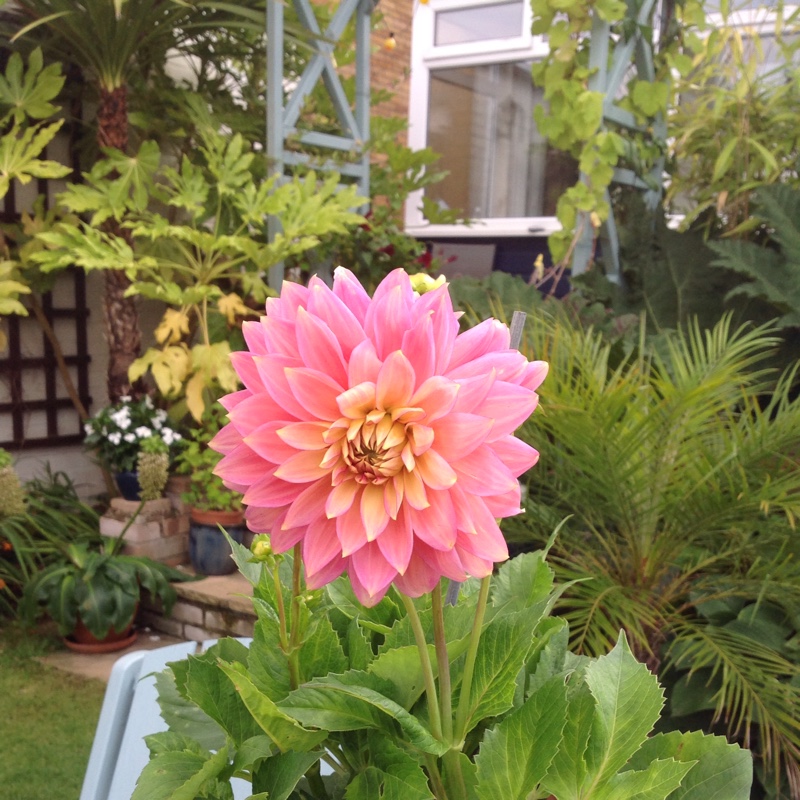 Plant image Dahlia 'Barry Williams'