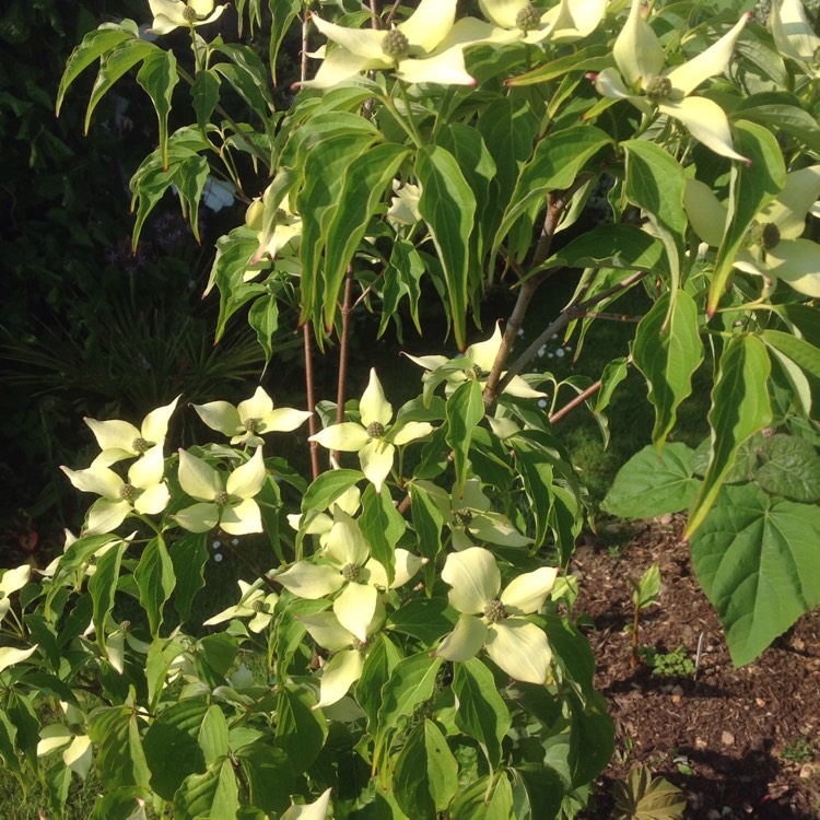 Plant image Cornus kousa