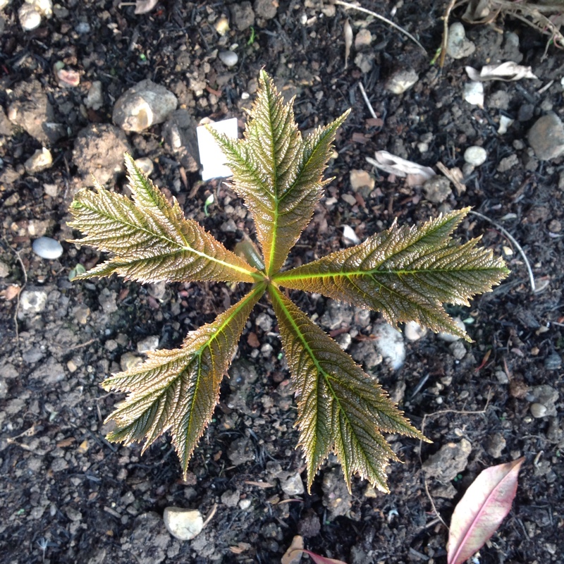 Plant image Rodgersia podophylla 'Rotlaub'