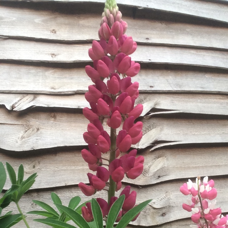 Lupin 'Red Rum'