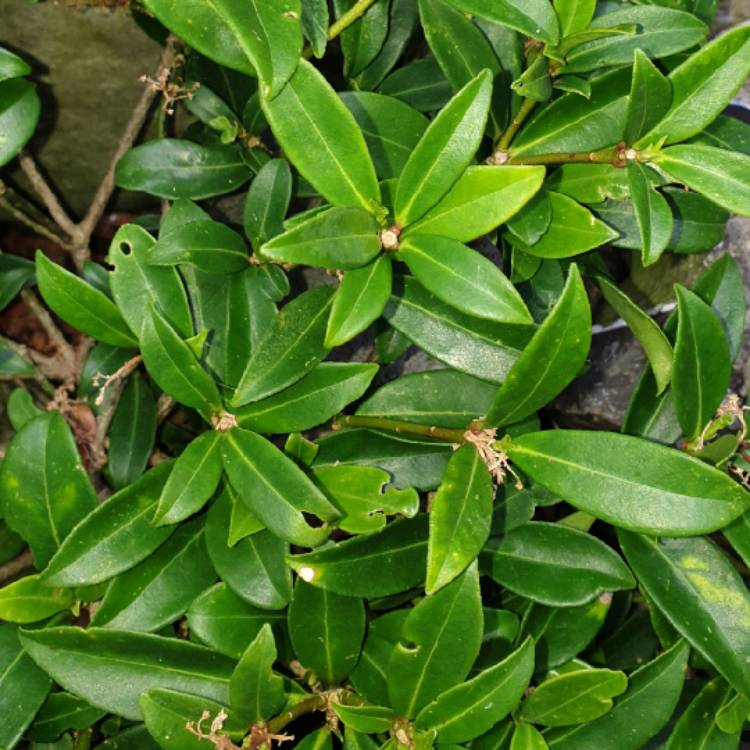 Plant image Osmanthus x burkwoodii