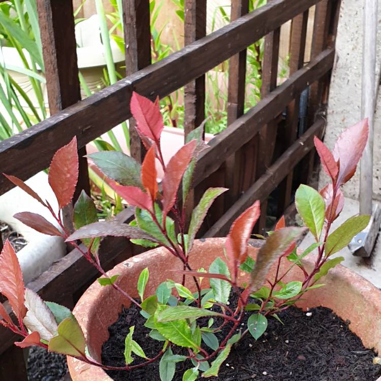 Plant image Photinia x fraseri 'Little Red Robin'